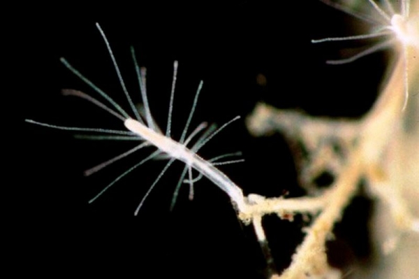 Любопытные факты о бессмертной медузе