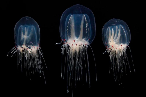 Любопытные факты о бессмертной медузе