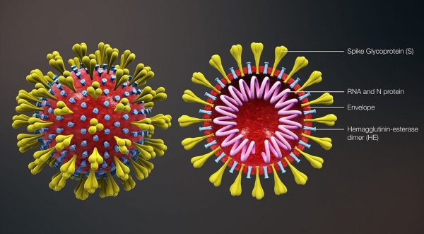 Ученые нашли уязвимость коронавируса 